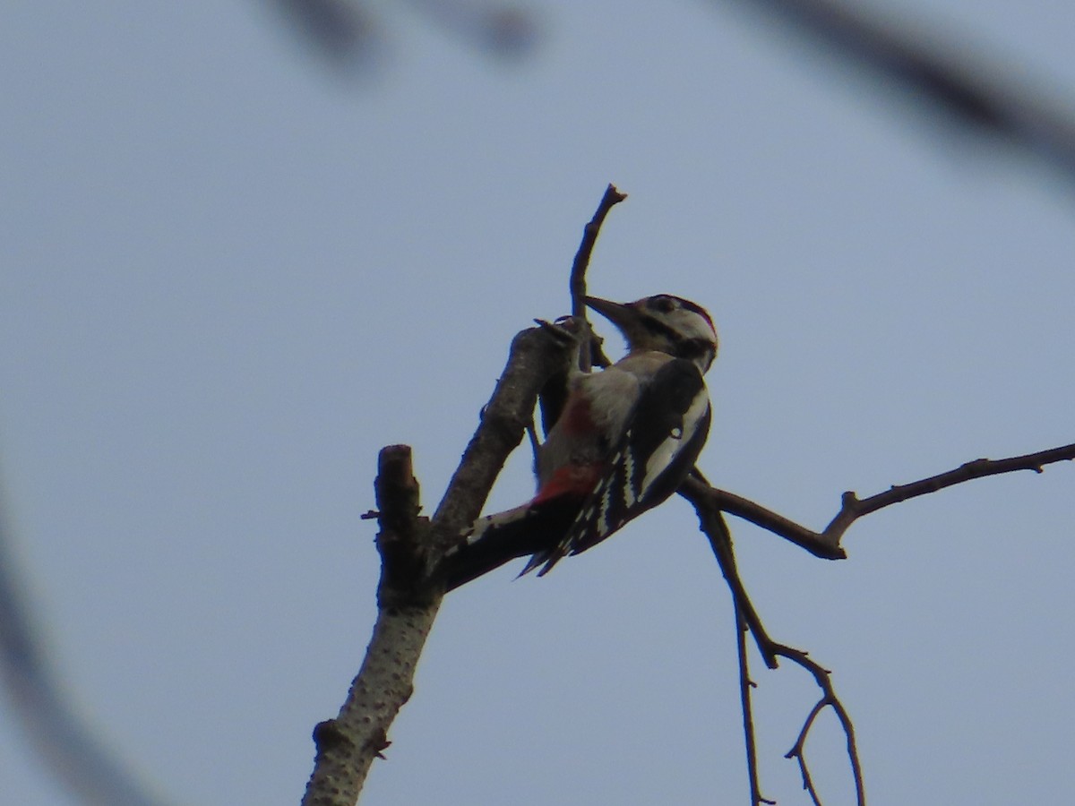 Great Spotted Woodpecker - ML609258089