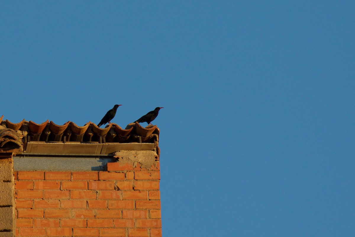 Red-billed Chough - ML609258136