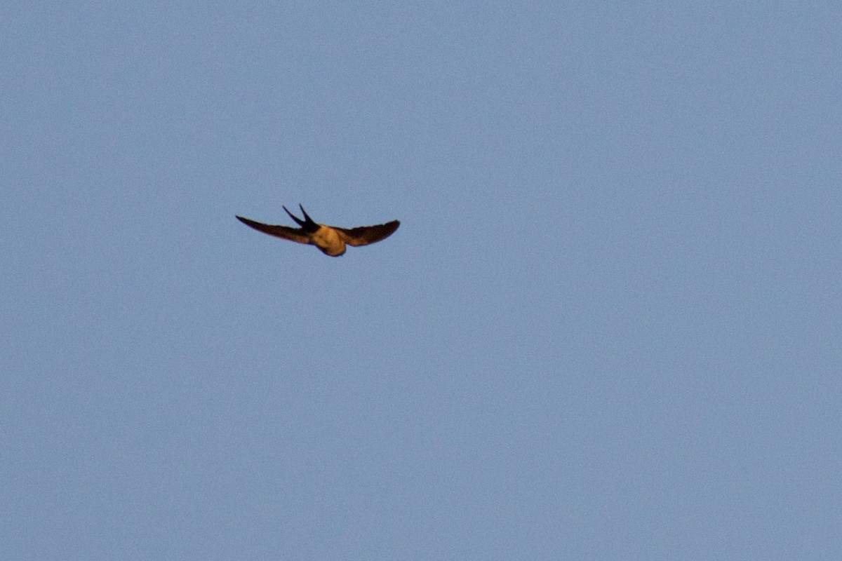 Red-rumped Swallow - ML609258141