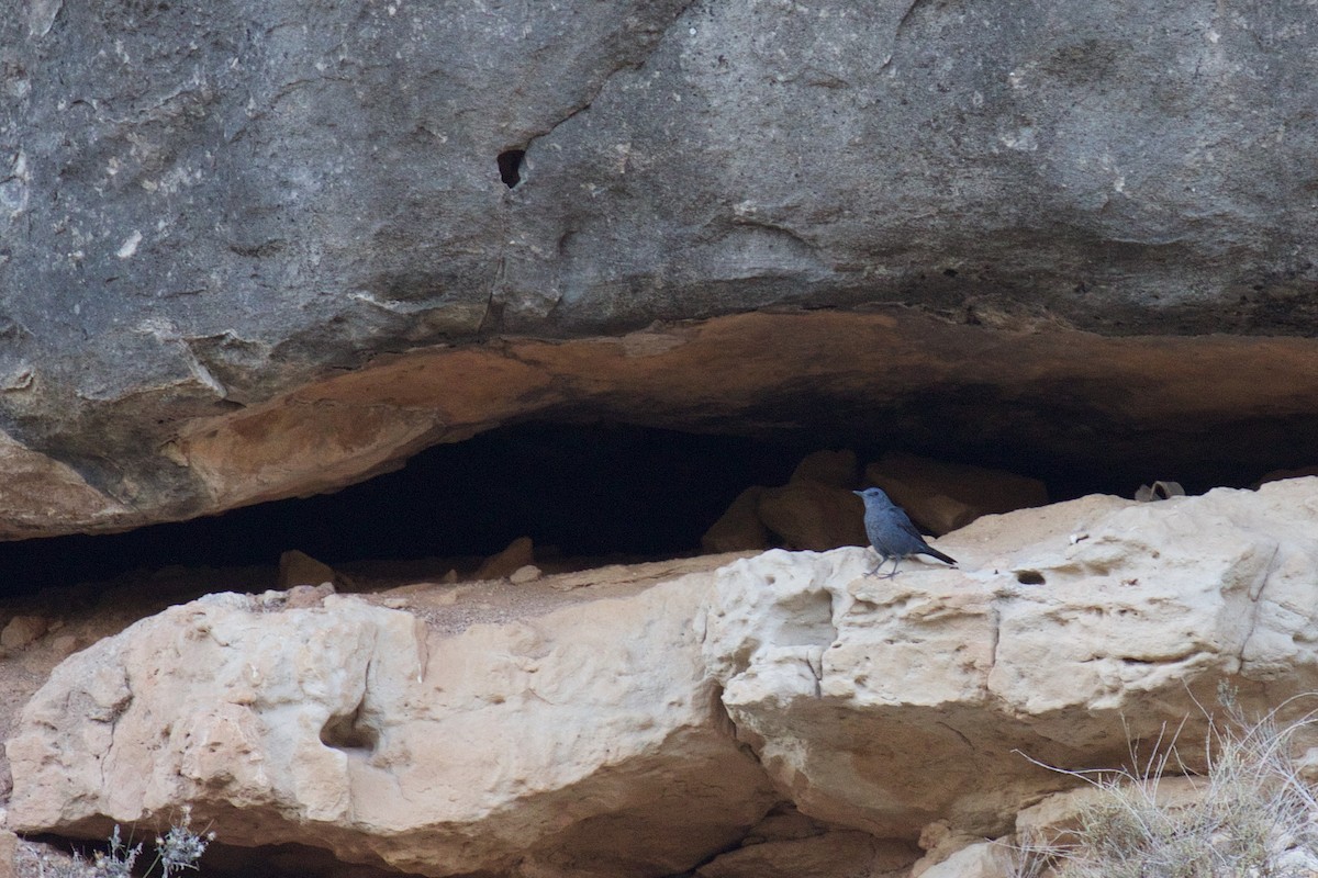 Blue Rock-Thrush - ML609258146