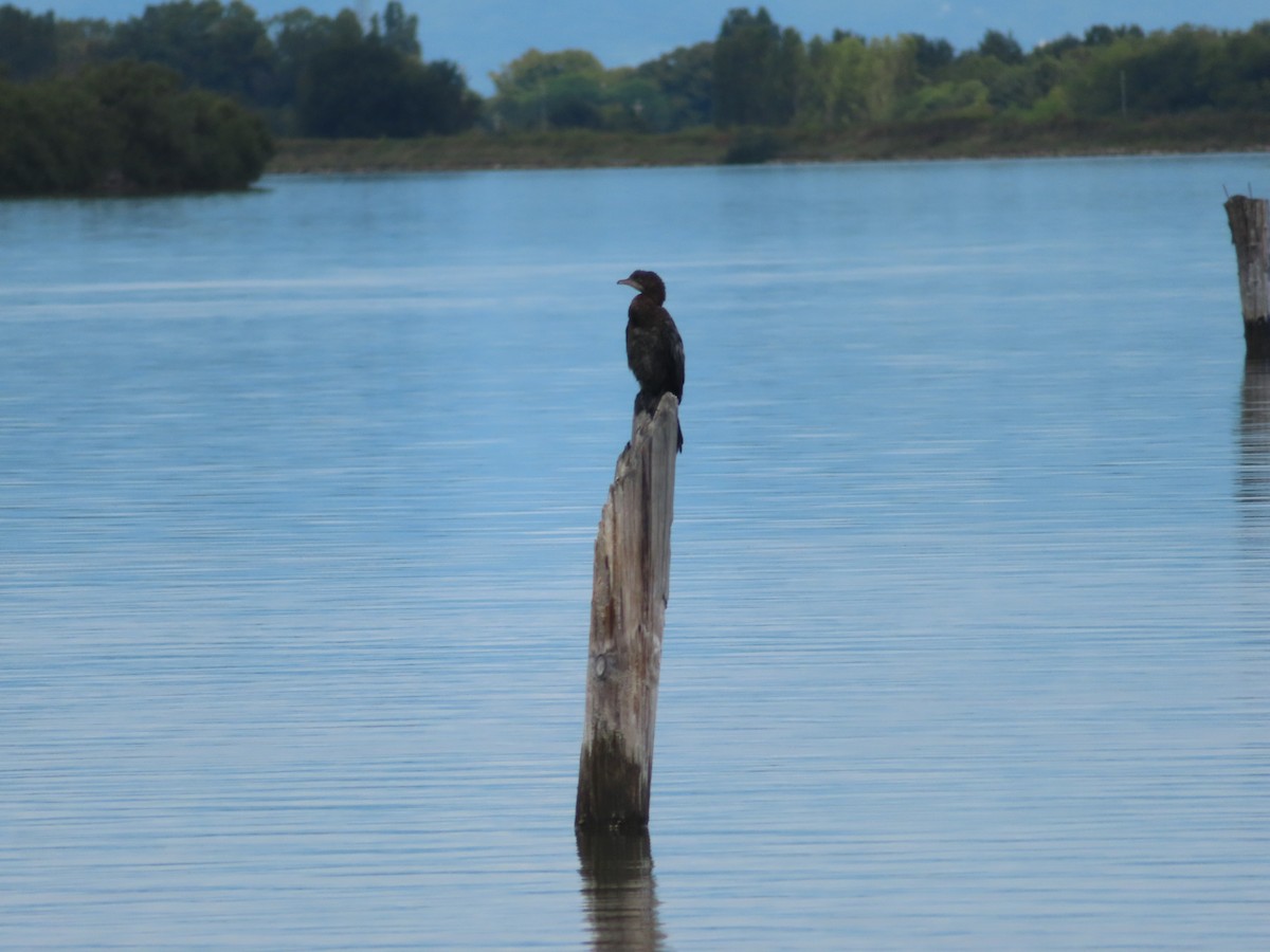 Pygmy Cormorant - ML609258189