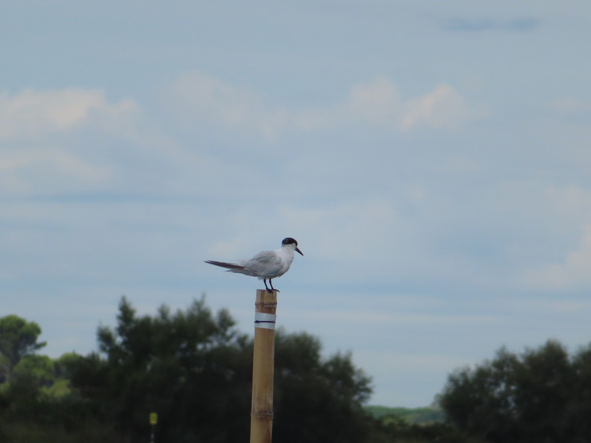 Sandwich Tern - ML609258233