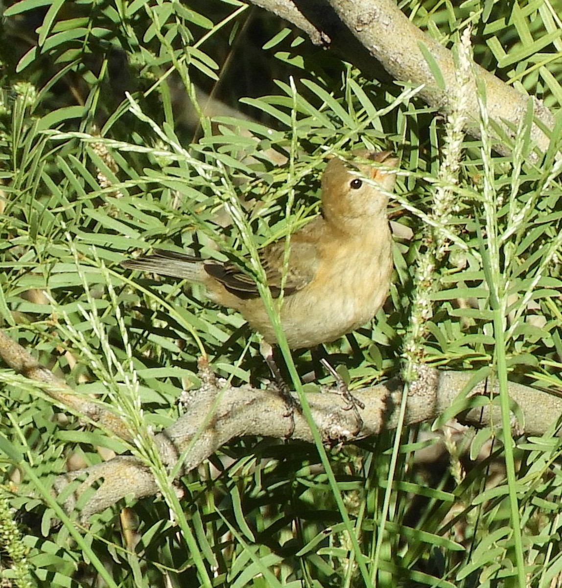 Indigo Bunting - ML609258280