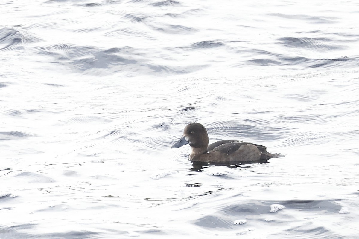 Tufted Duck - ML609258560