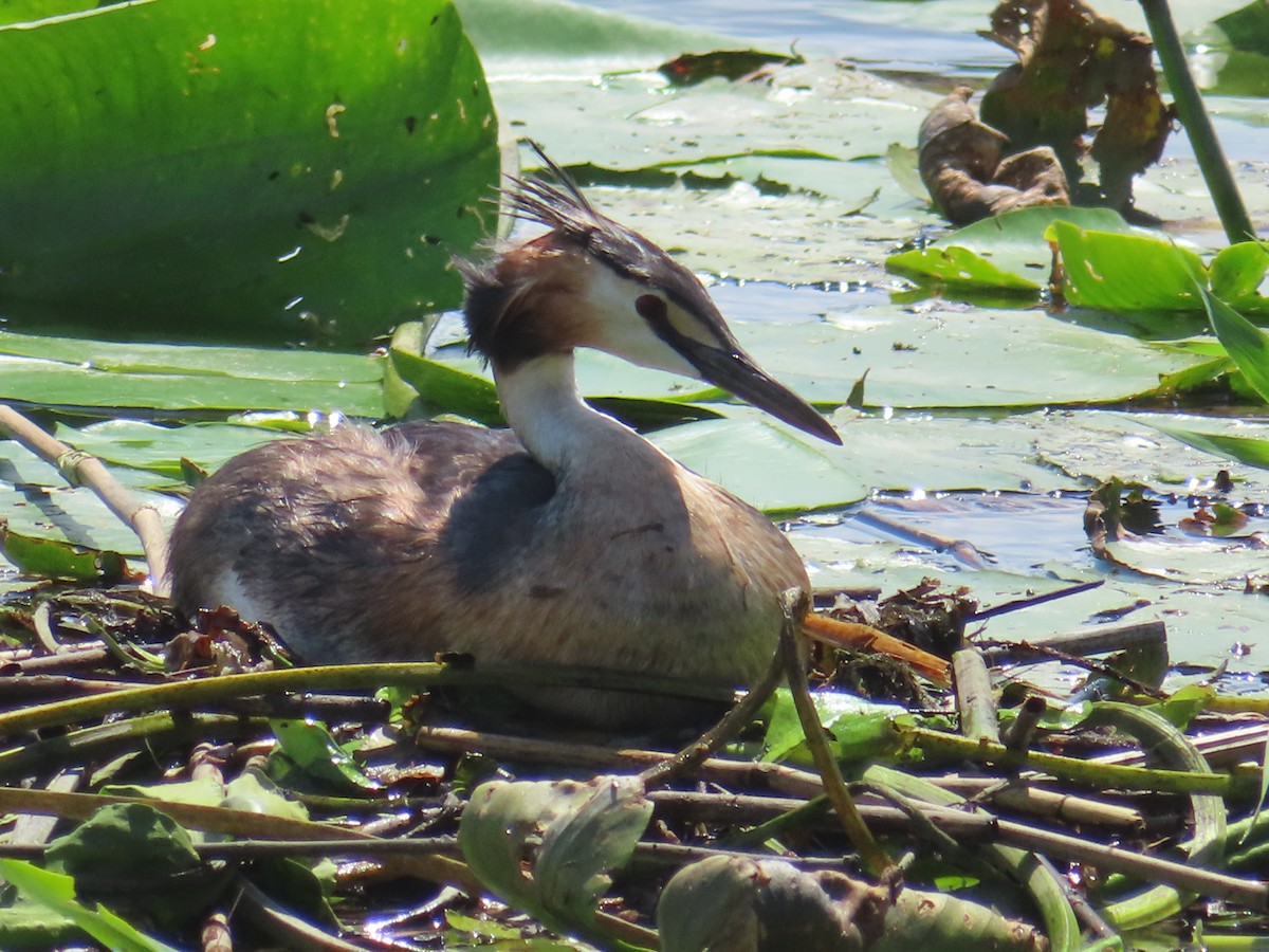 Great Crested Grebe - ML609258658