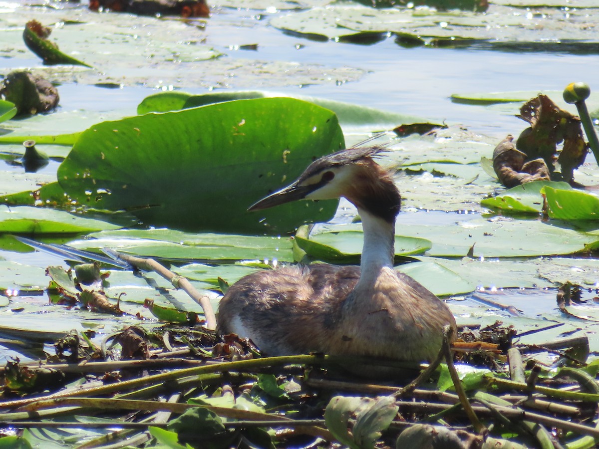 Great Crested Grebe - ML609258659