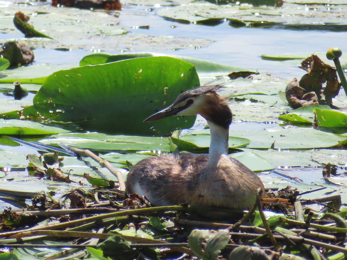 Great Crested Grebe - Miguel Saiz