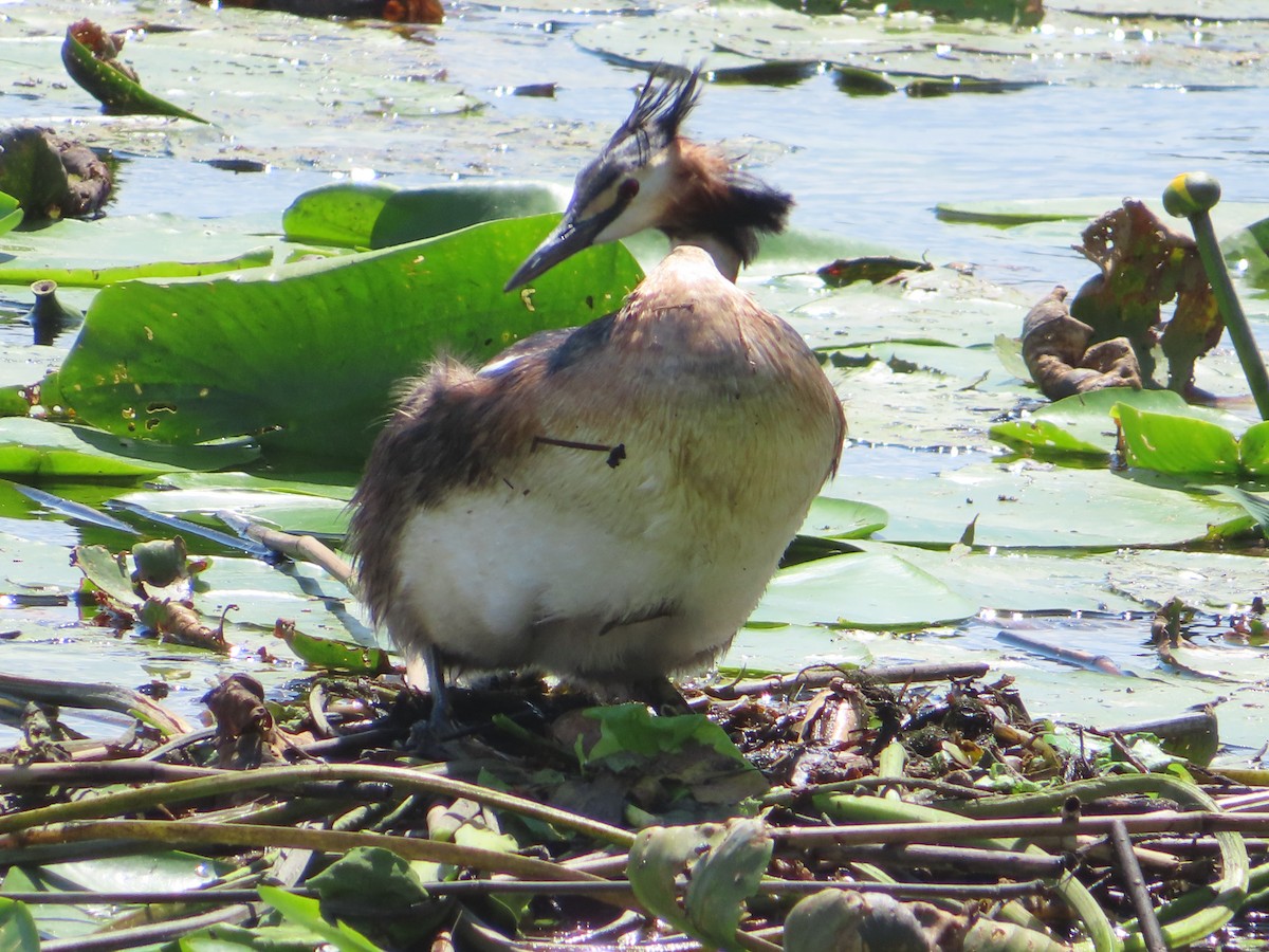 Great Crested Grebe - ML609258660