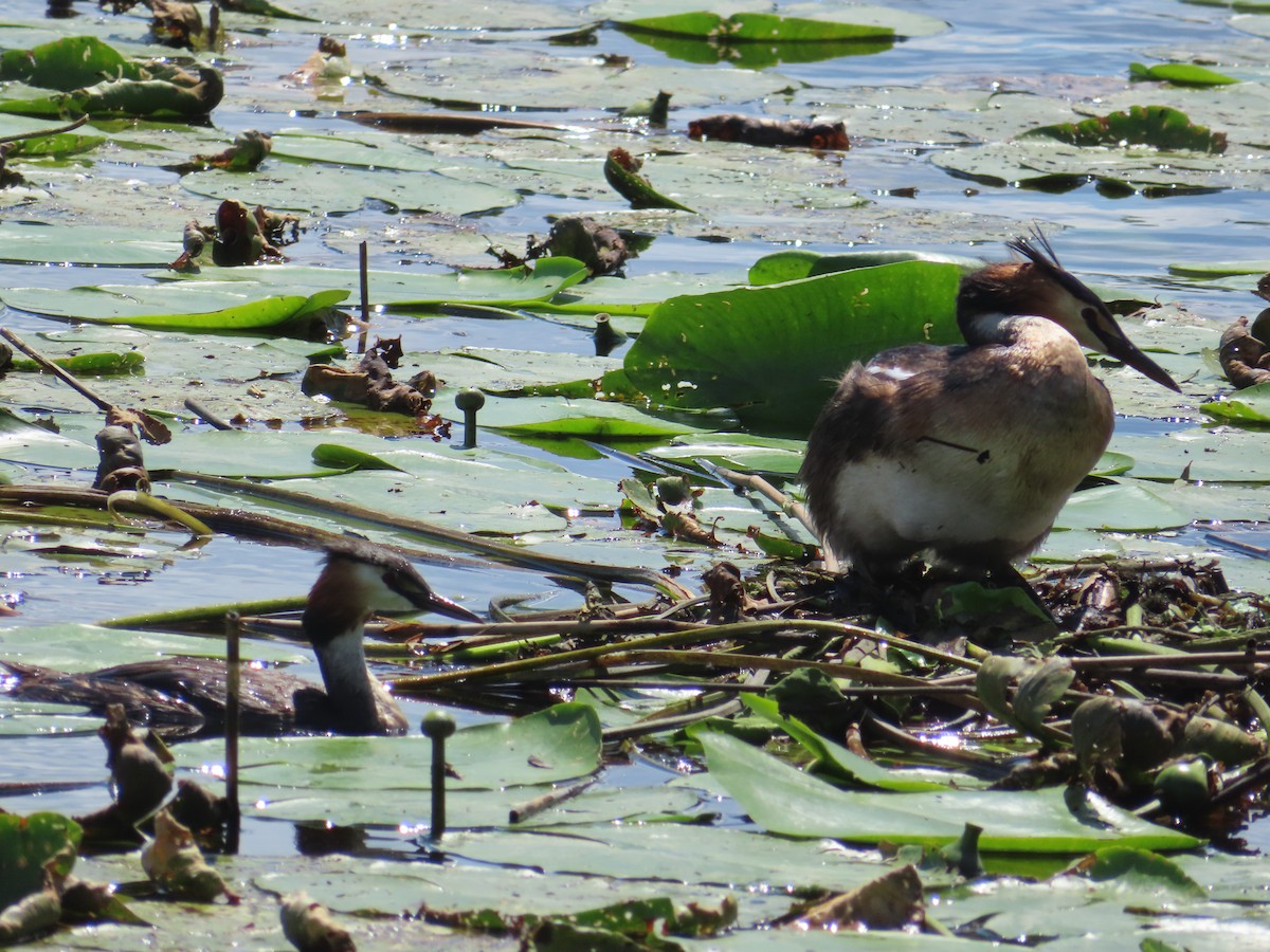 Great Crested Grebe - ML609258662