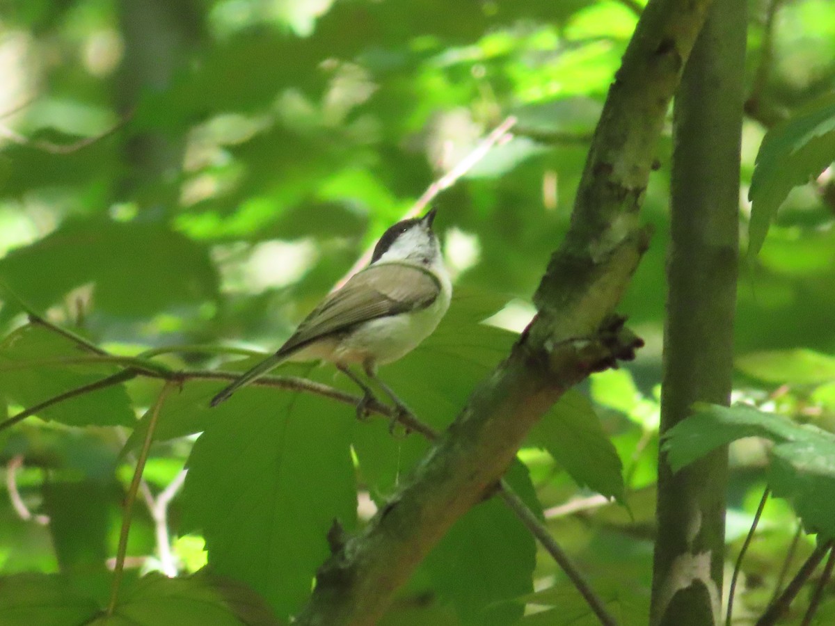 Marsh Tit - ML609258835