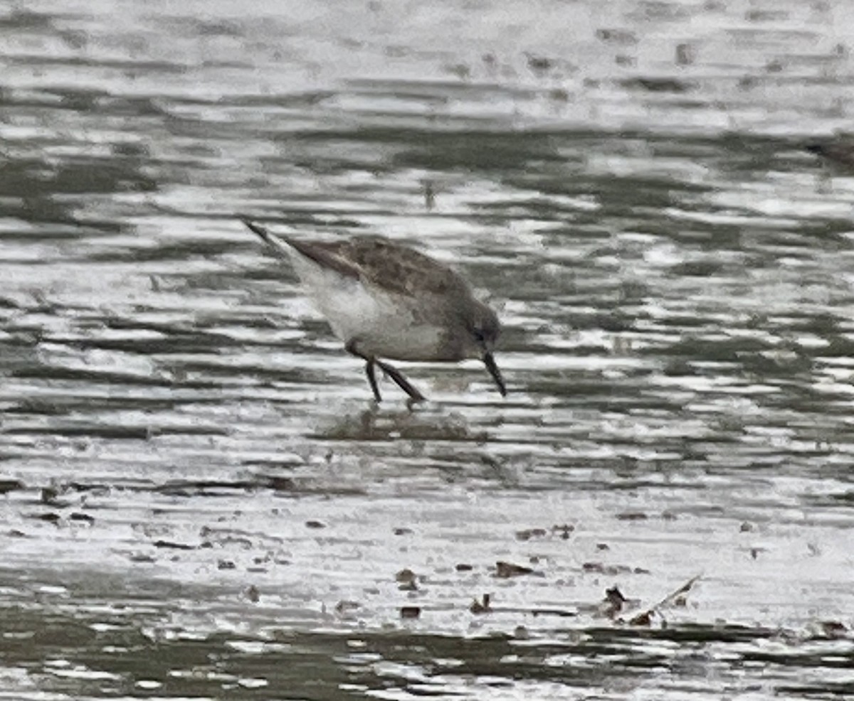 White-rumped Sandpiper - ML609259086