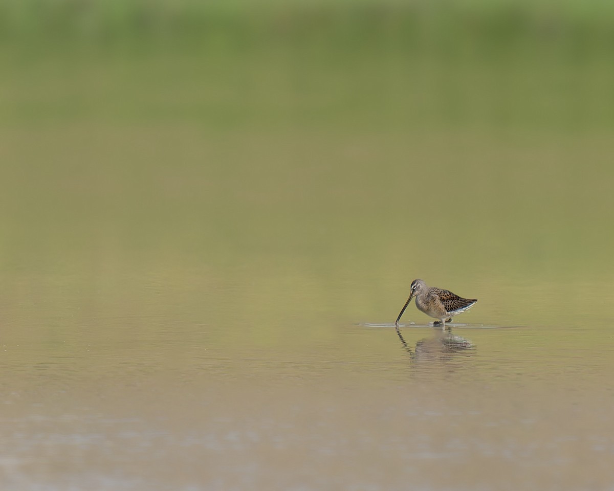 Long-billed Dowitcher - ML609259105