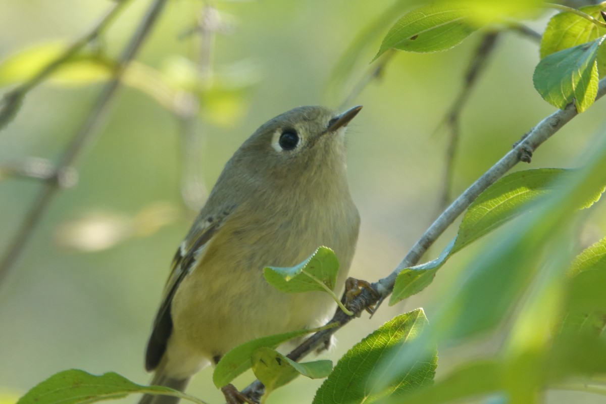 Ruby-crowned Kinglet - ML609259128