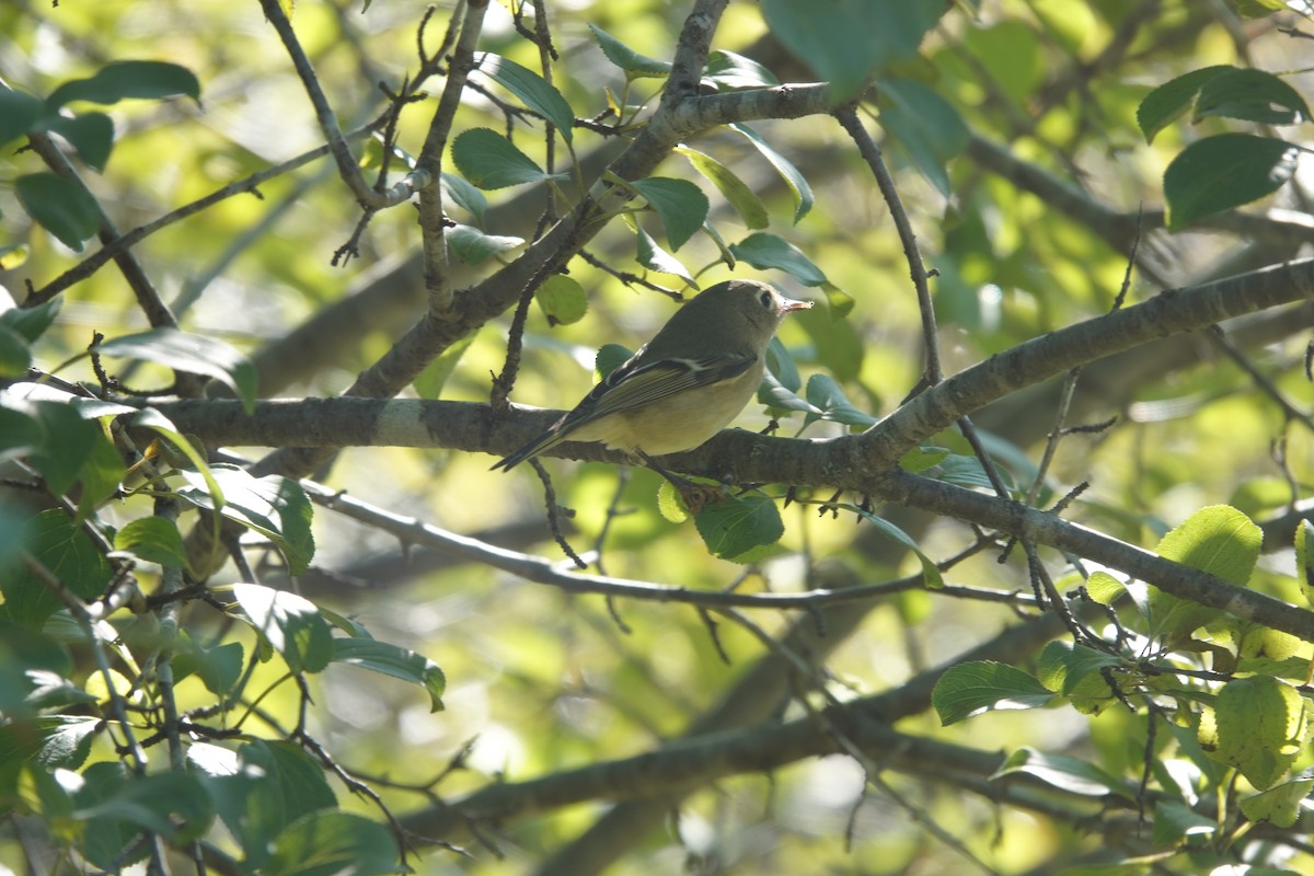 Ruby-crowned Kinglet - ML609259129