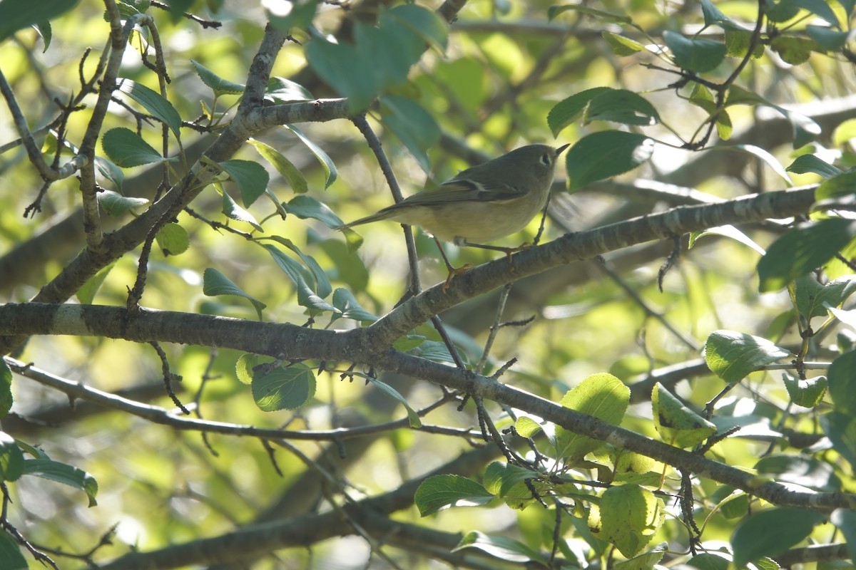 Ruby-crowned Kinglet - ML609259130