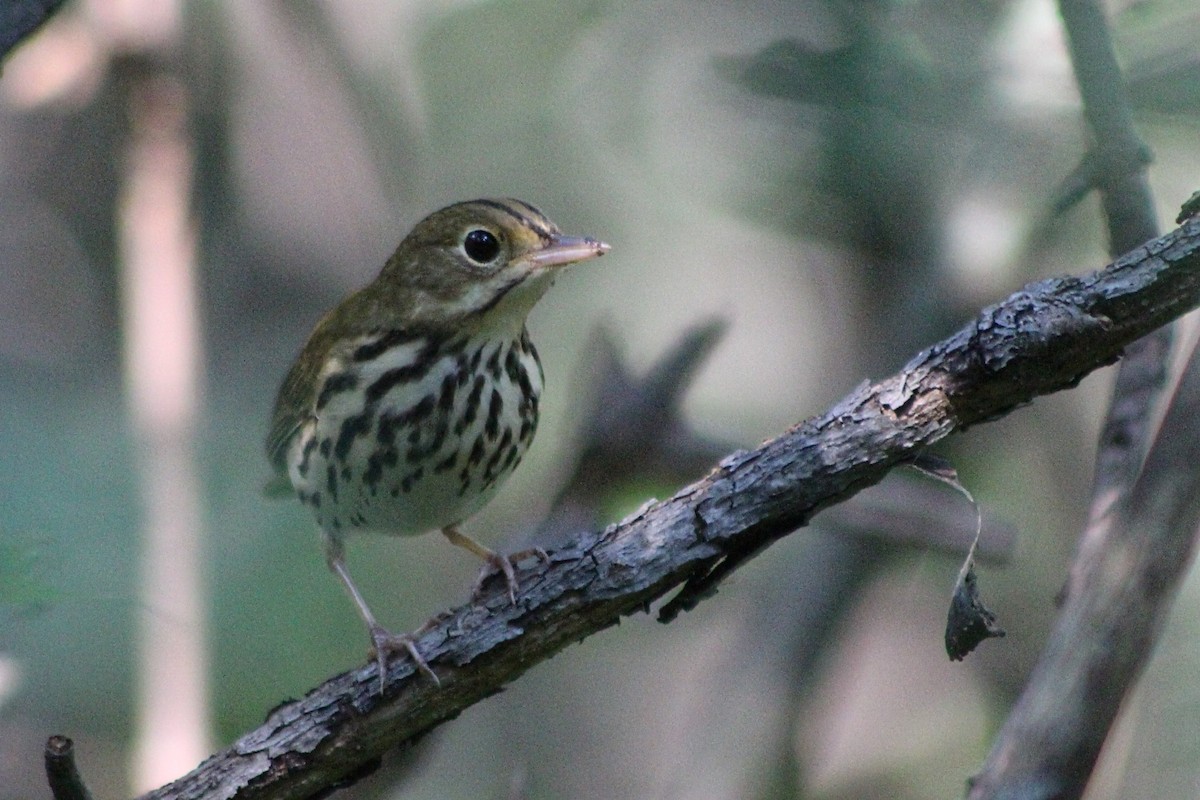 Ovenbird - ML609259169