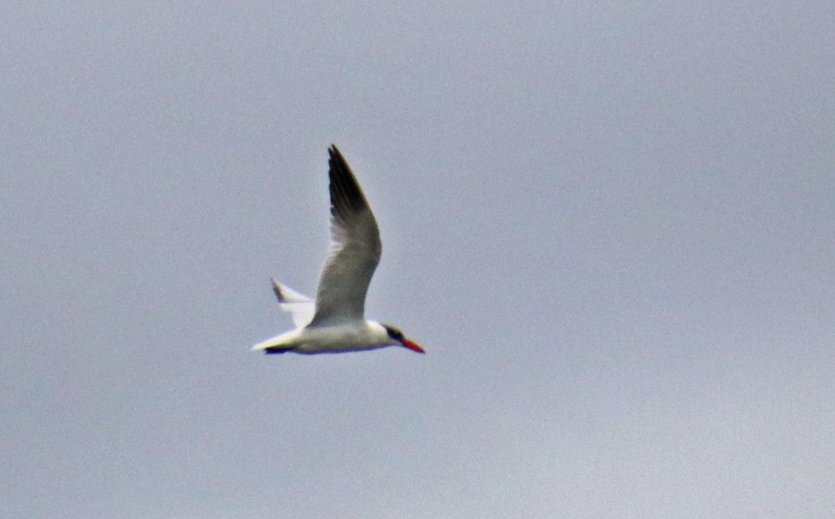 Caspian Tern - ML609259308