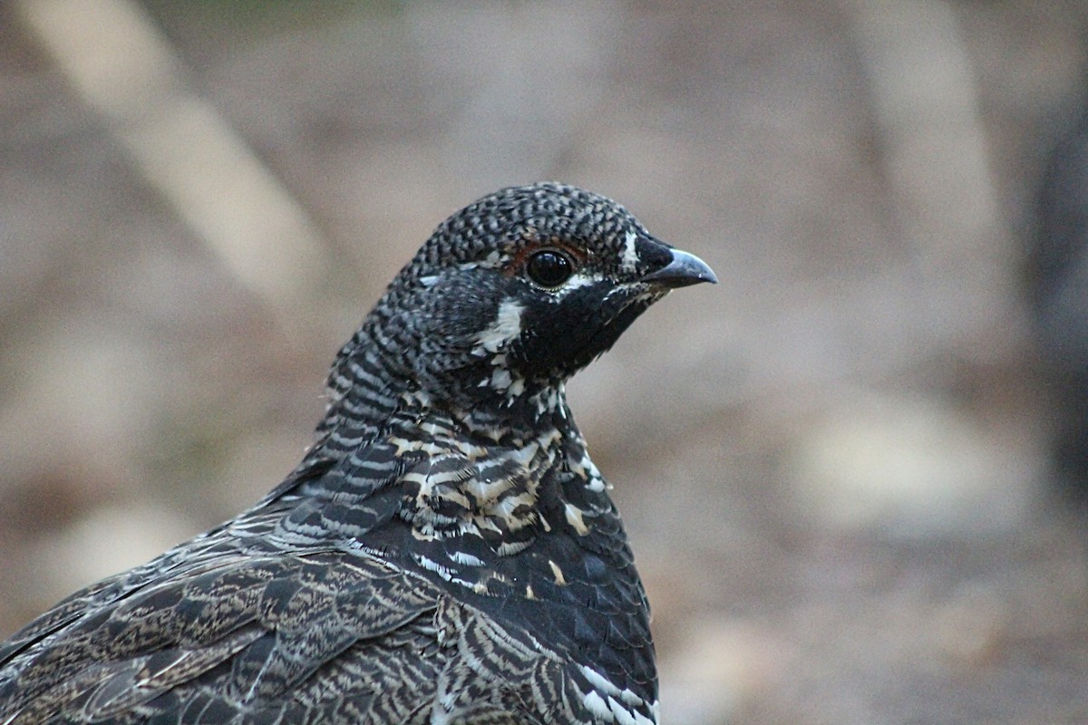 Spruce Grouse - Raphaël Millot