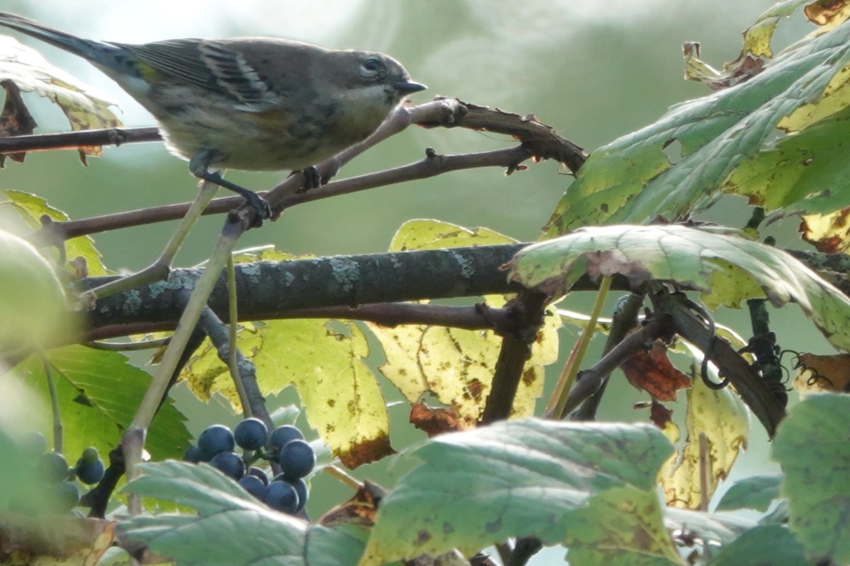 Yellow-rumped Warbler - Maureen Mark