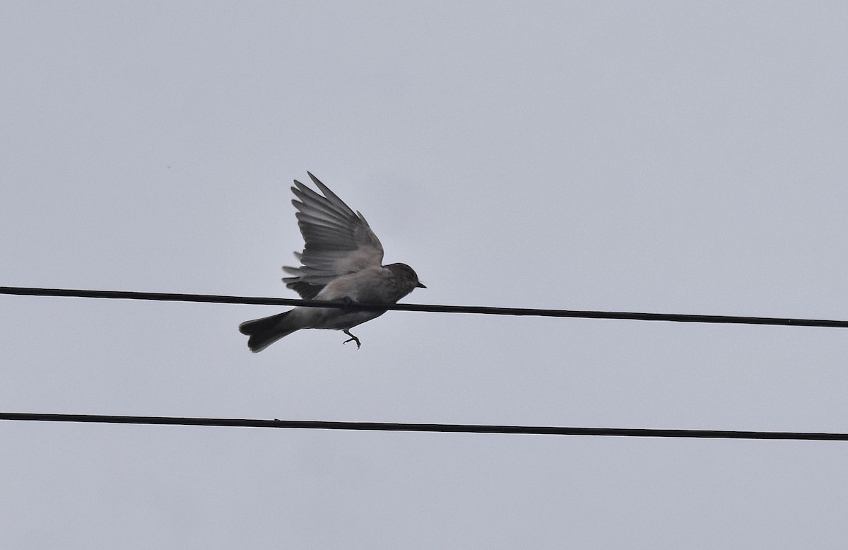 Benekli Sinekkapan - ML609259430