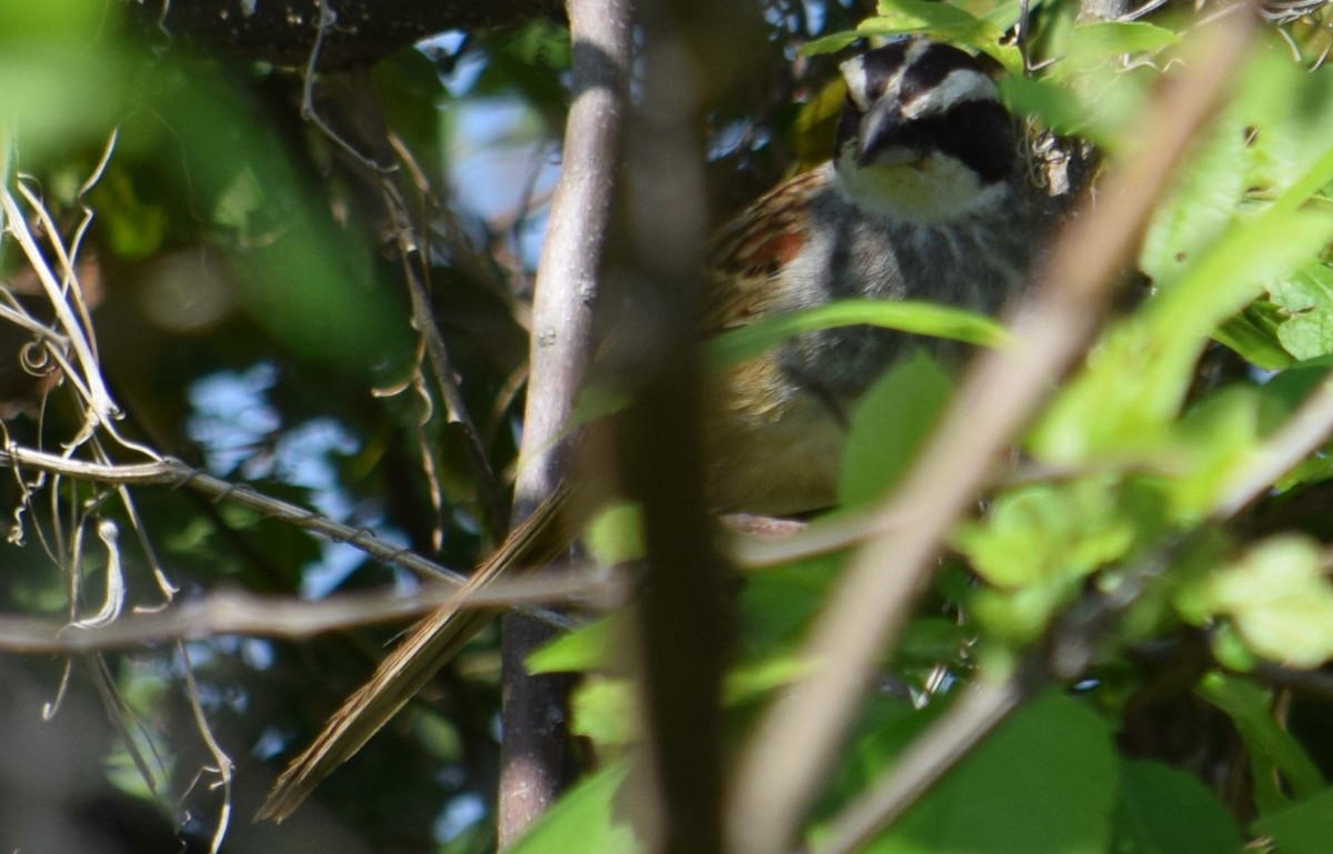 Stripe-headed Sparrow - ML609259606