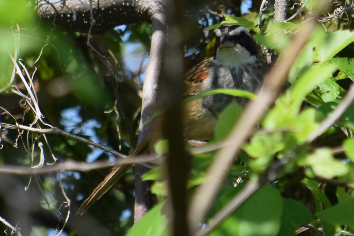 Stripe-headed Sparrow - ML609259607