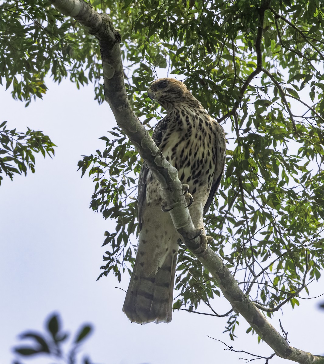 Cassin's Hawk-Eagle - ML609259713