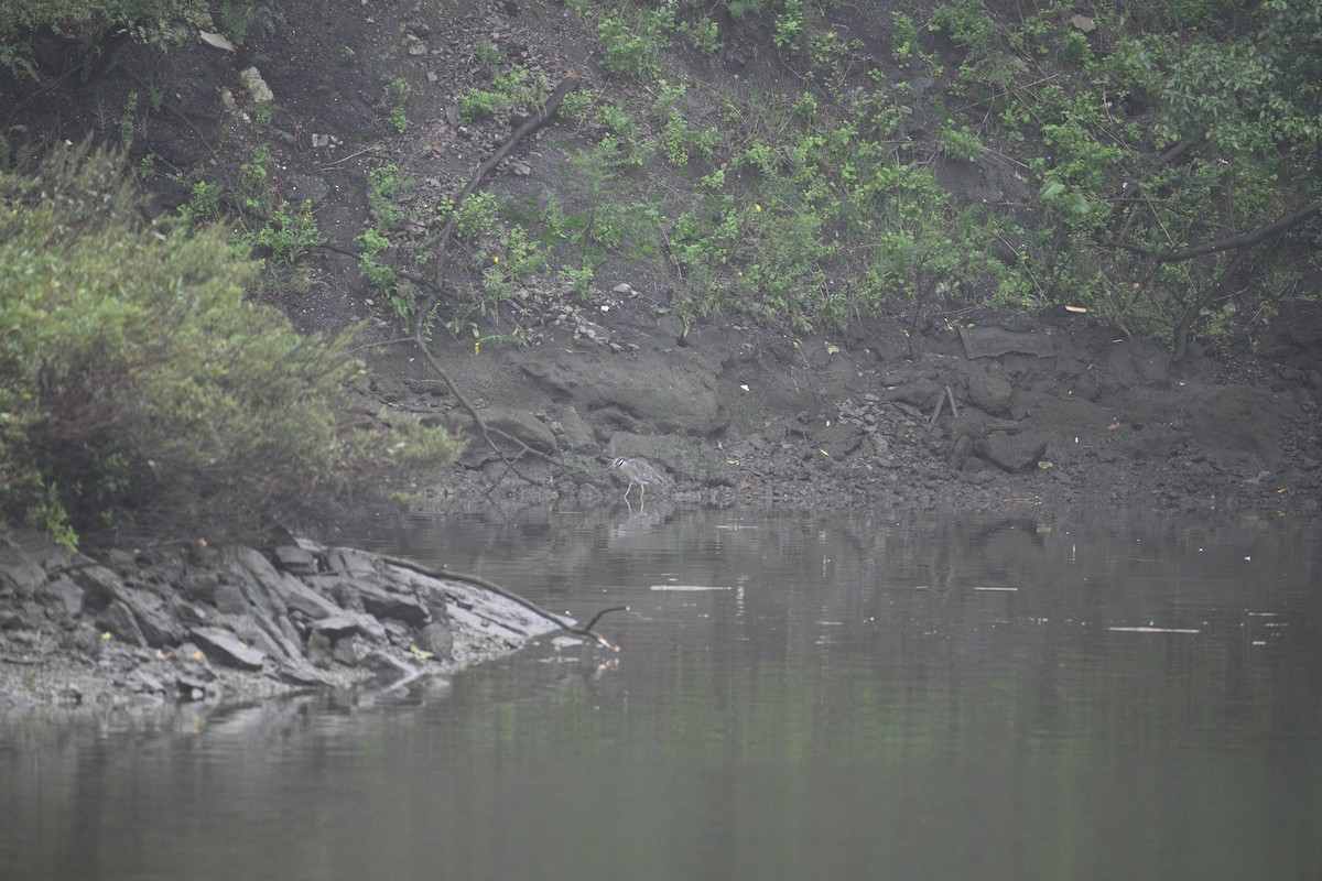 Yellow-crowned Night Heron - ML609259857