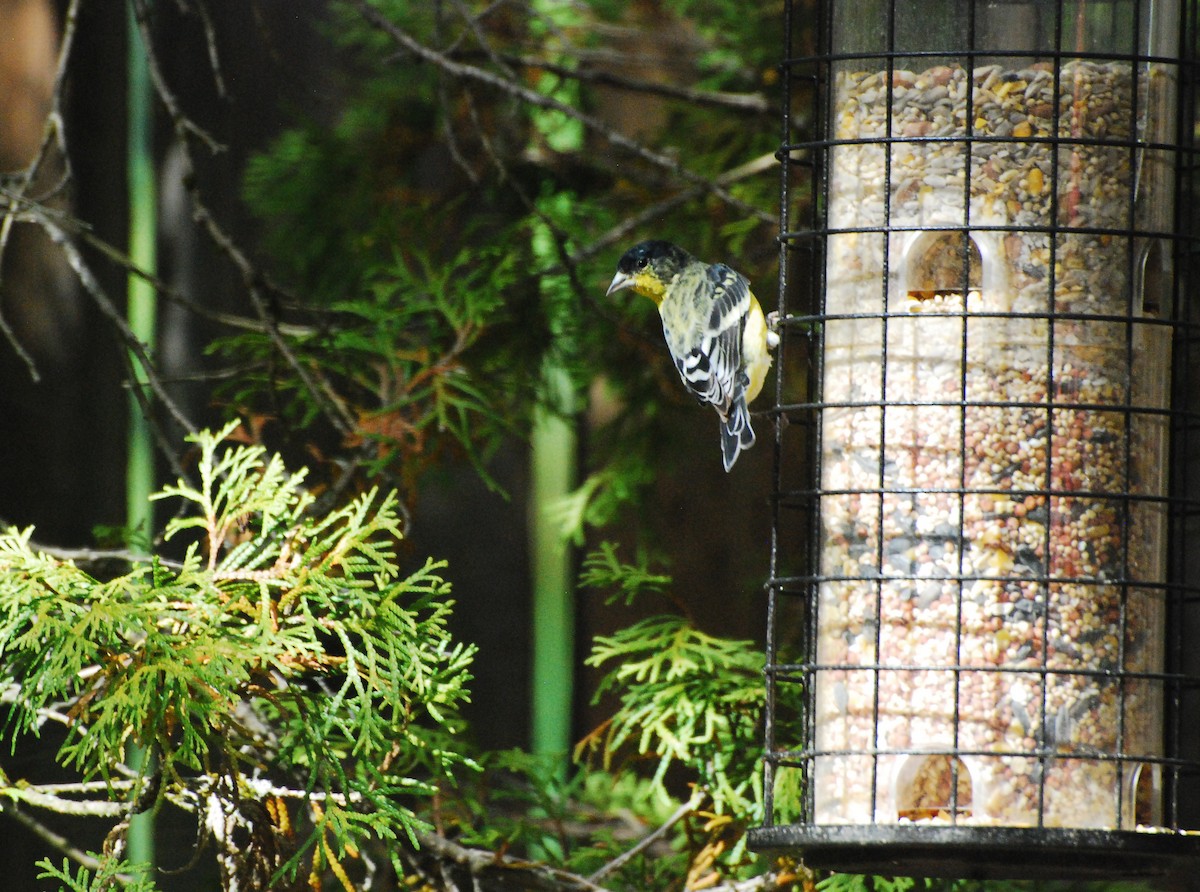 Lesser Goldfinch - Max Thayer