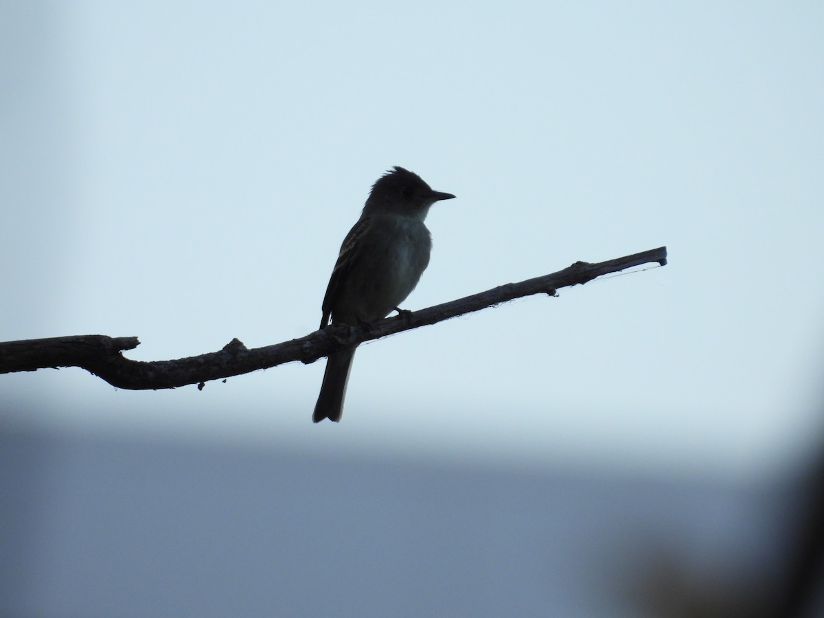 Eastern Wood-Pewee - ML609259978