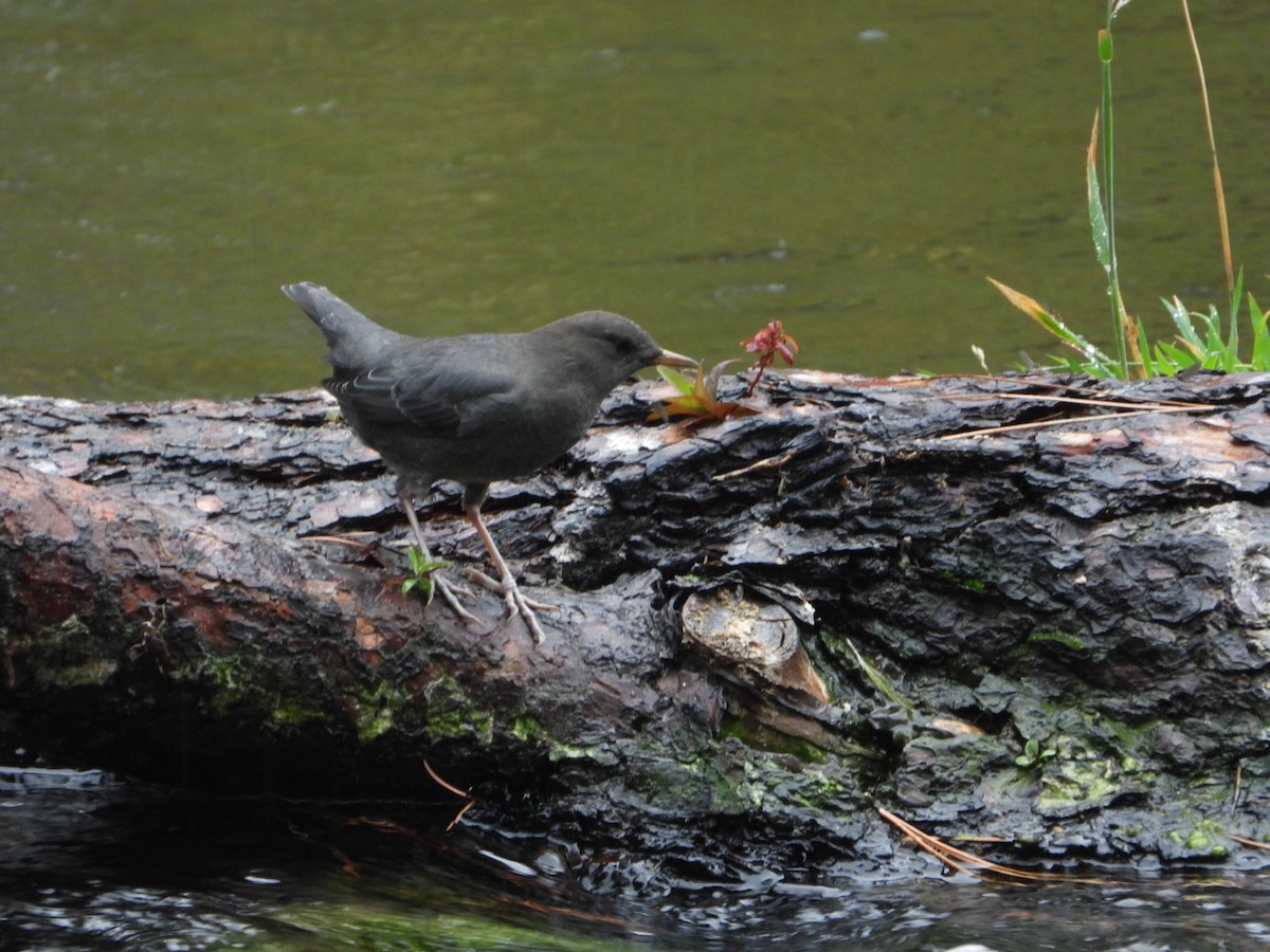 American Dipper - Brodie Cass Talbott