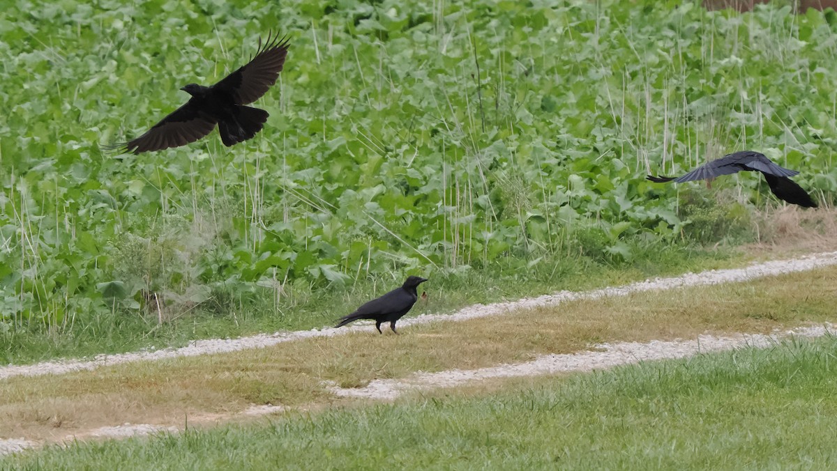 American Crow - ML609260226