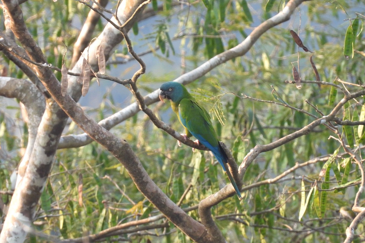 Blue-headed Macaw - ML609260241