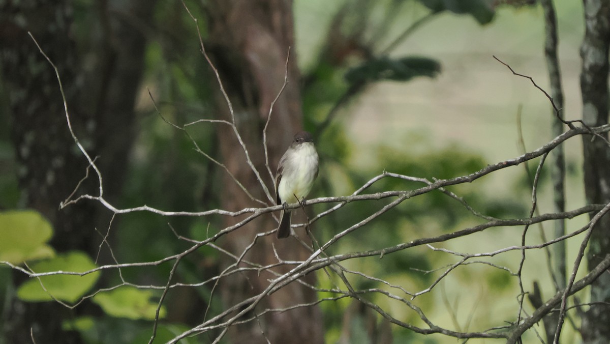 Eastern Phoebe - ML609260245