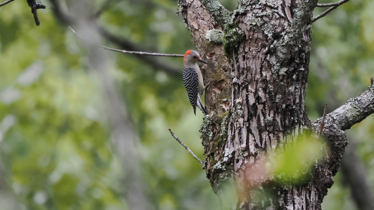 Red-bellied Woodpecker - Mike Grant