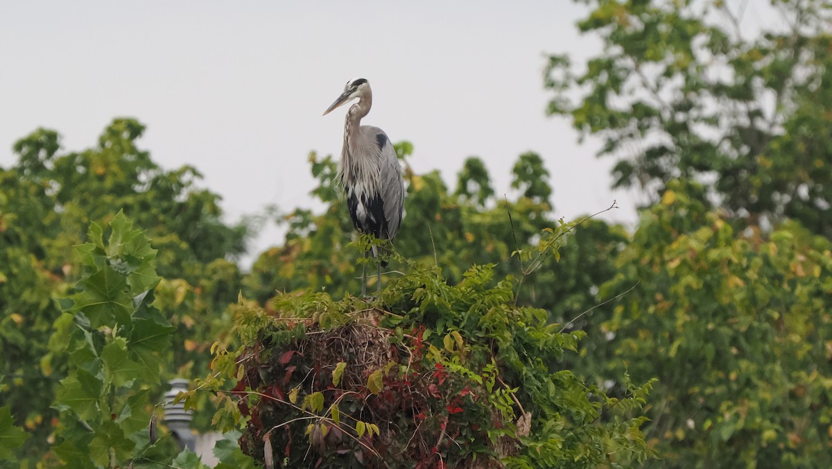 Great Blue Heron - ML609260319