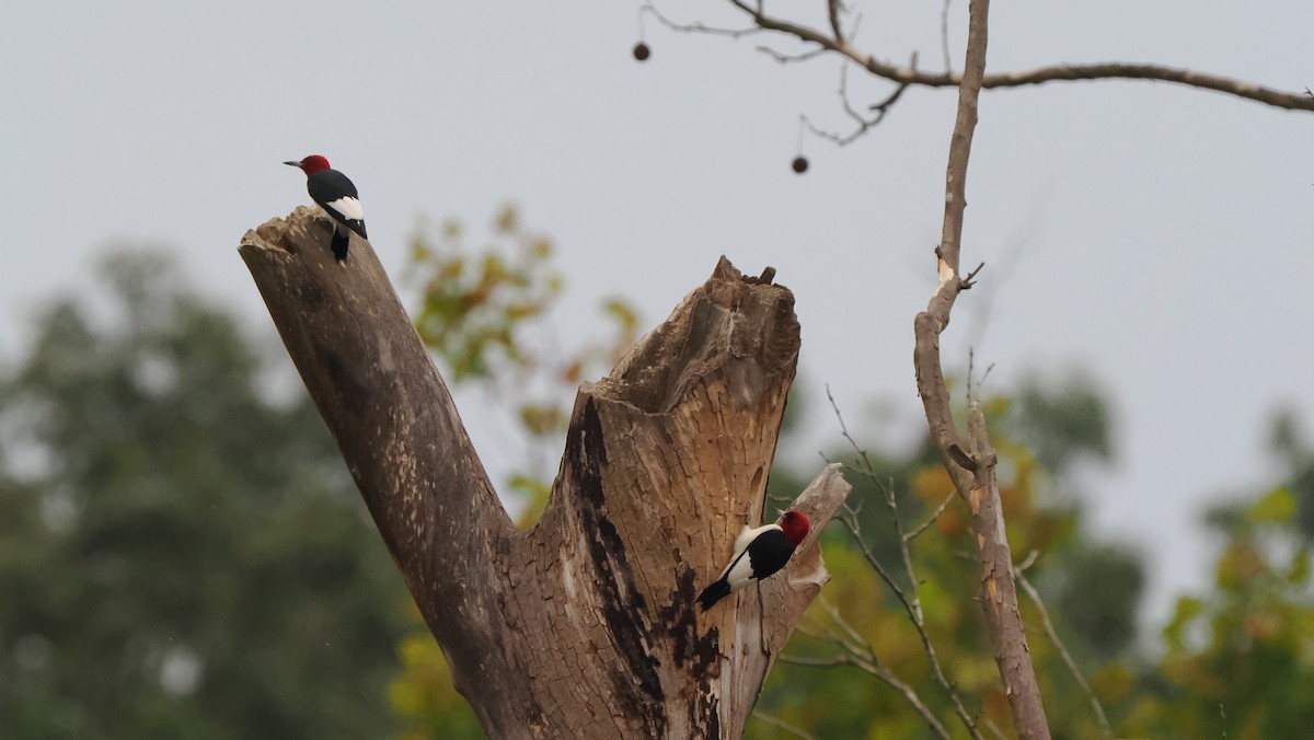Red-headed Woodpecker - ML609260357