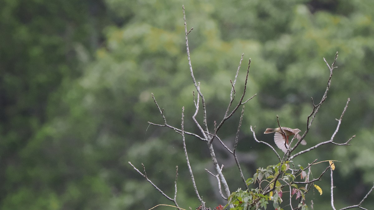 Rose-breasted Grosbeak - ML609260389