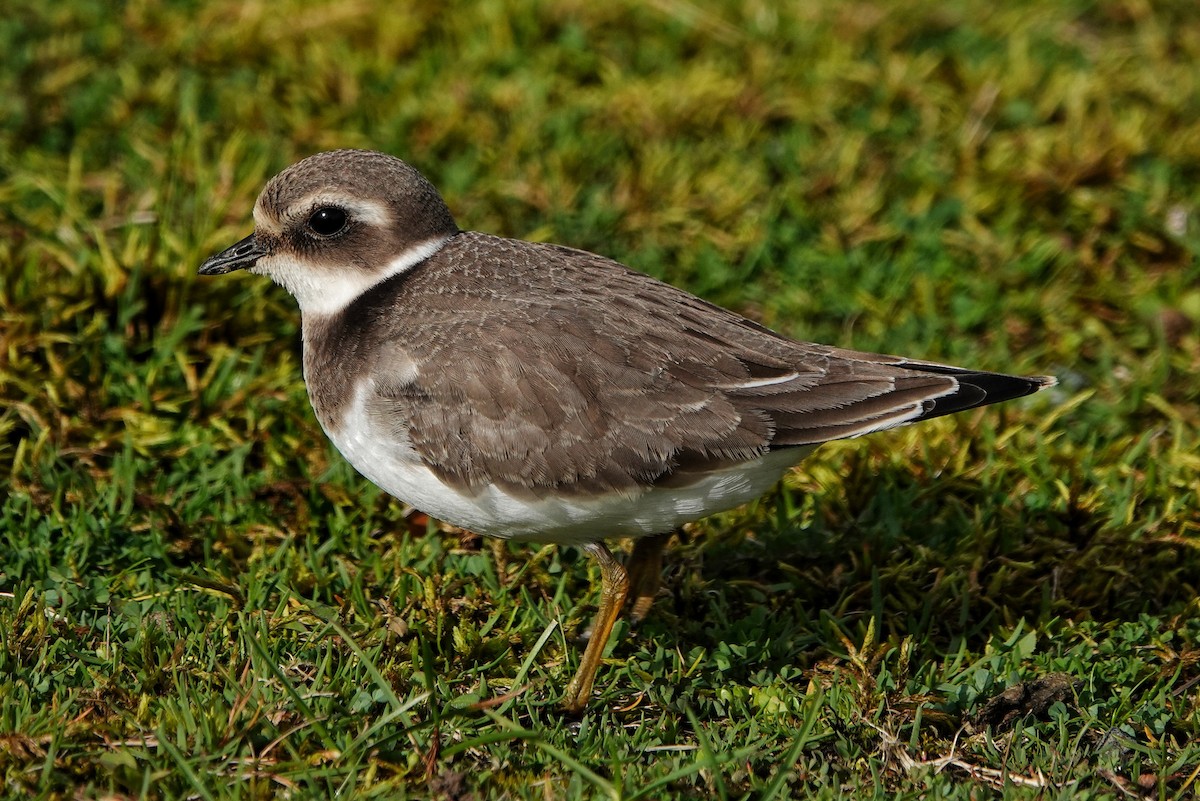 Common Ringed Plover - Thomas Gibson