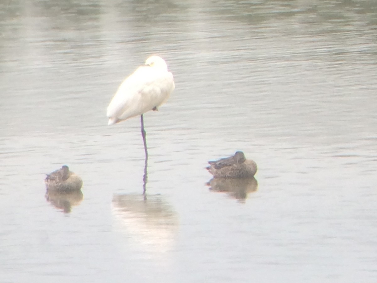 Eurasian Spoonbill - ML609260474