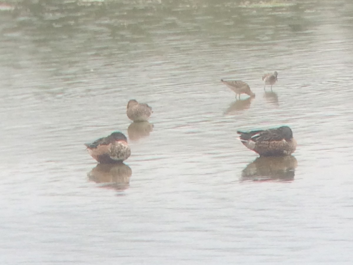 Northern Shoveler - ML609260503