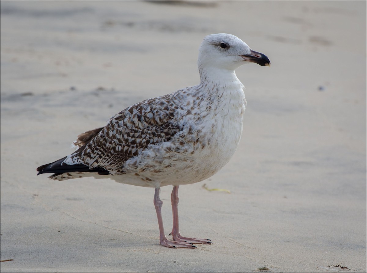 Great Black-backed Gull - ML609260578