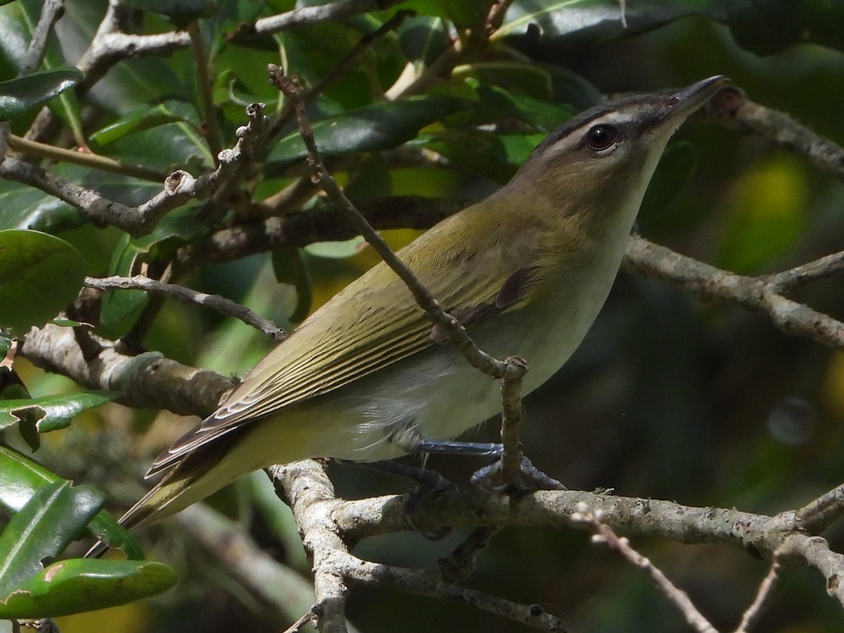 rødøyevireo - ML609260584