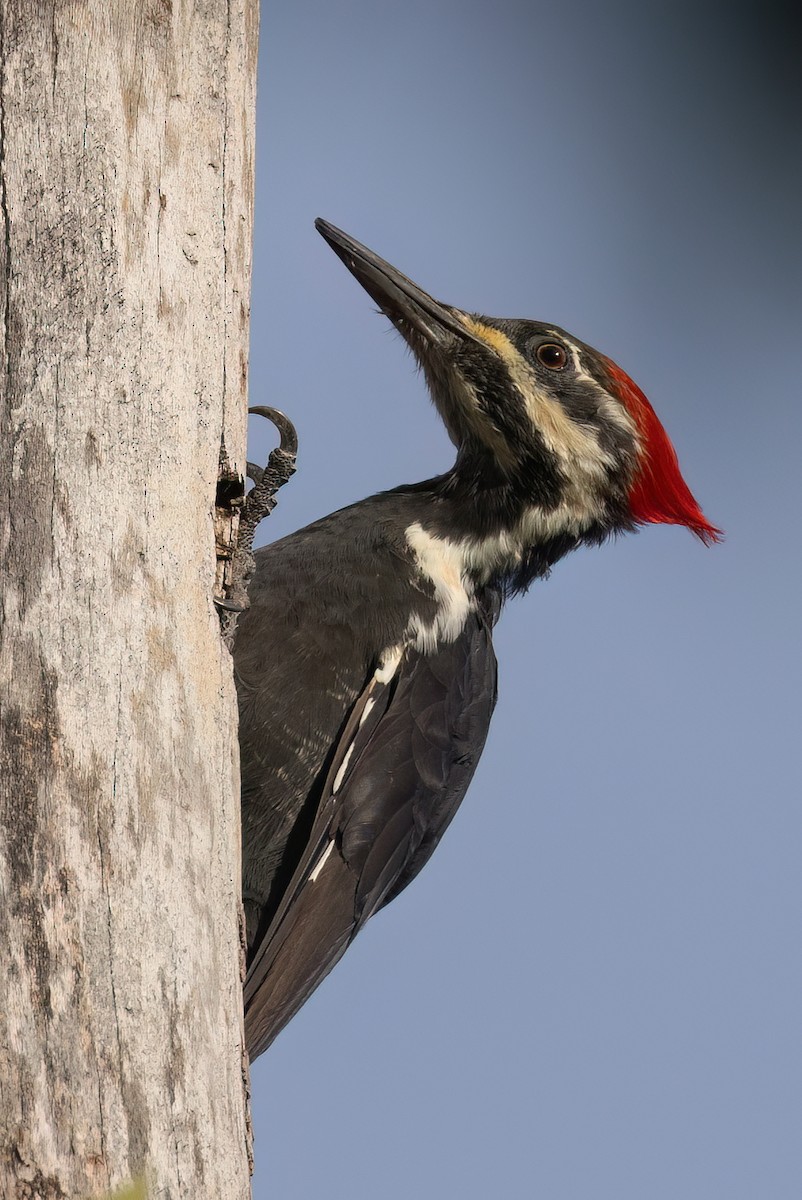 Pileated Woodpecker - ML609260638