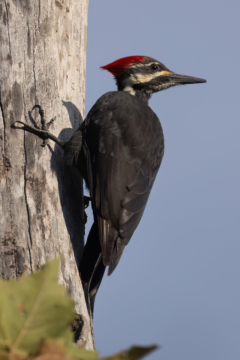 Pileated Woodpecker - ML609260644
