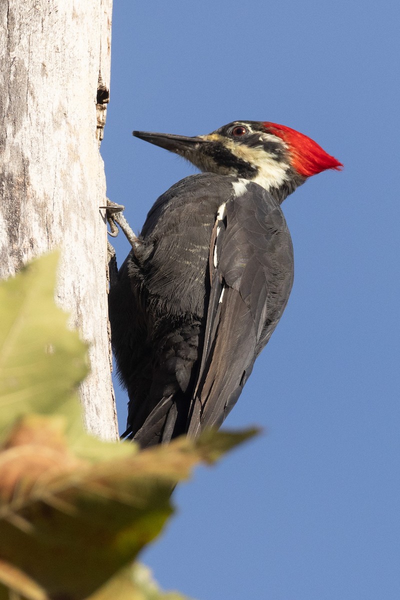 Pileated Woodpecker - ML609260652