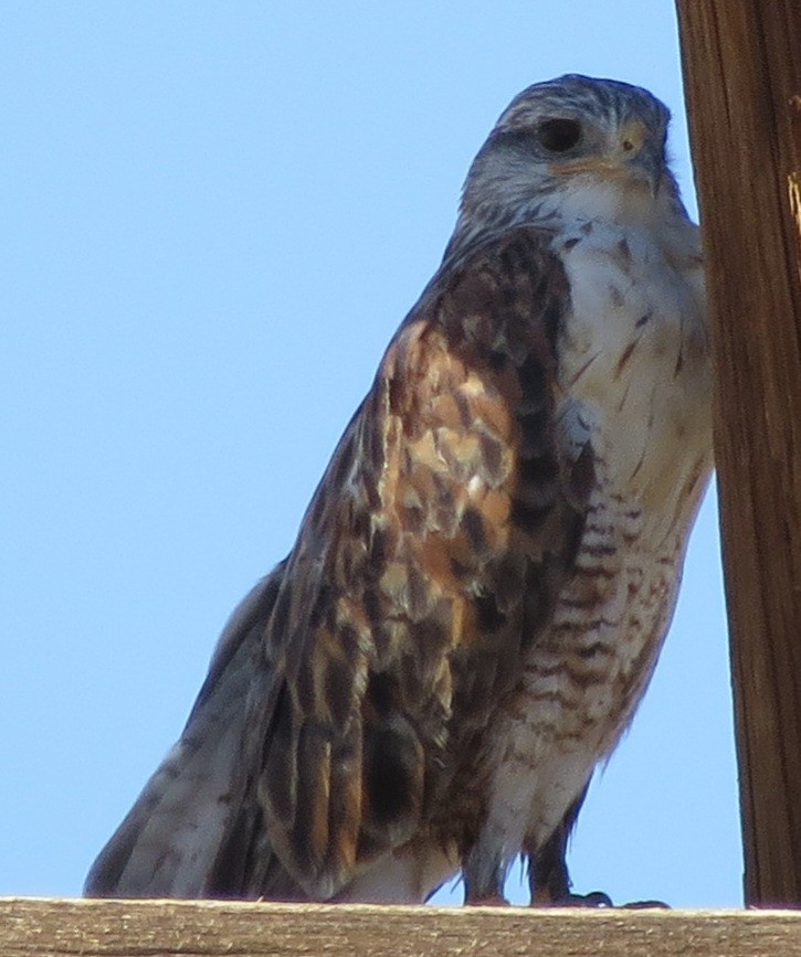 Ferruginous Hawk - ML609260655