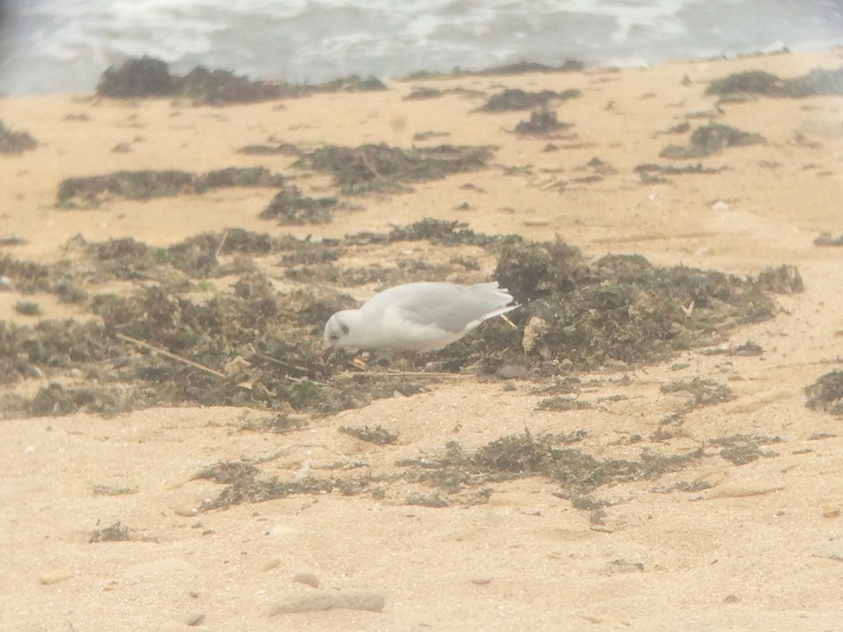 Black-headed Gull - ML609260751