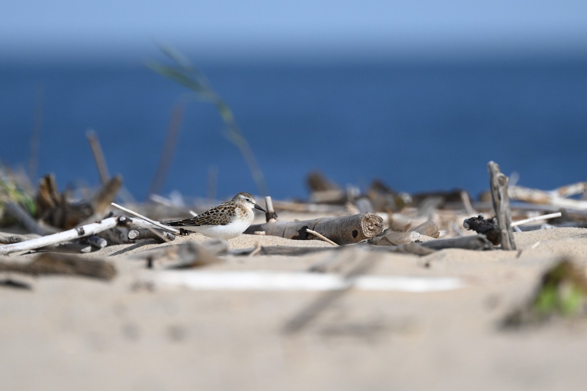 Little Stint - ML609260780