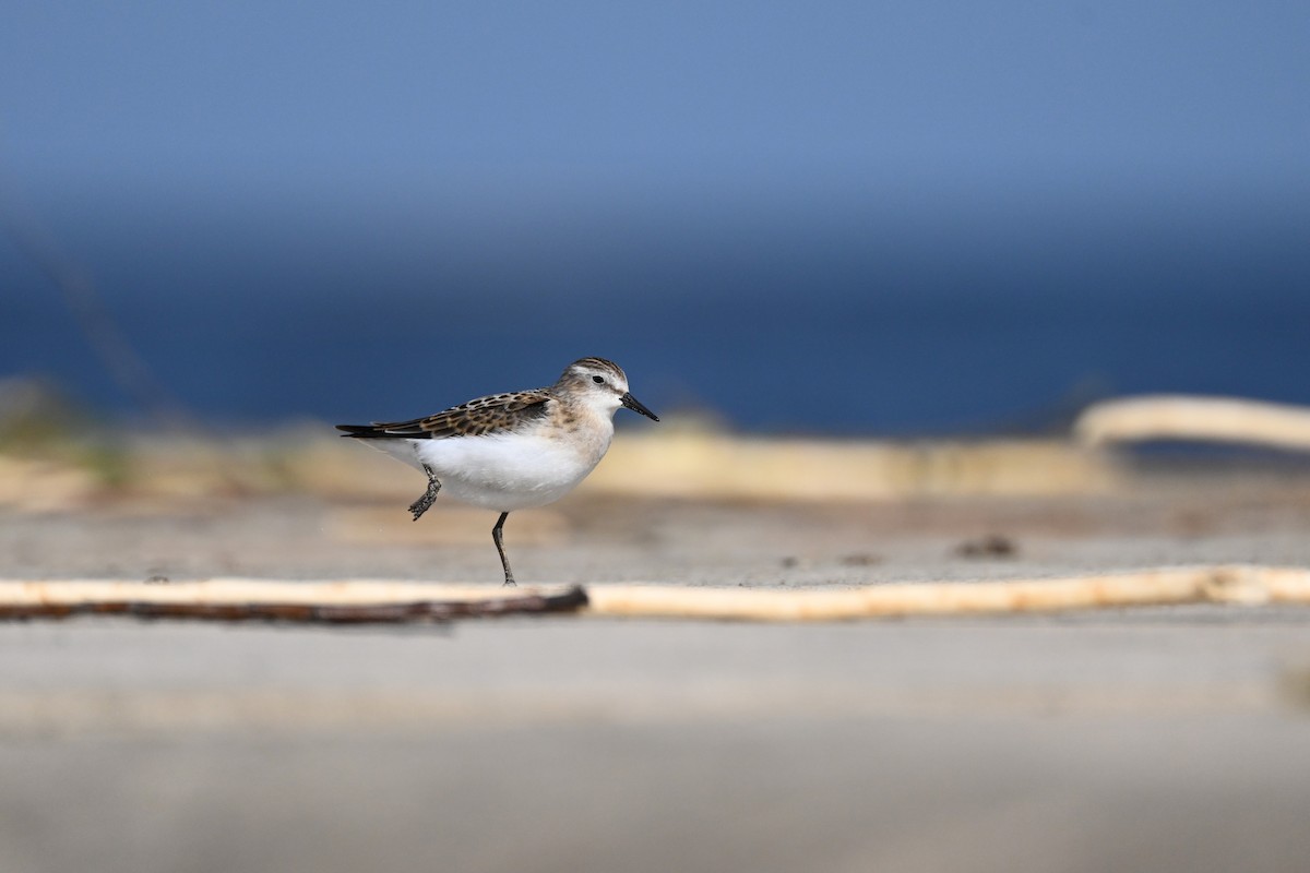 Little Stint - Marcelina Poddaniec